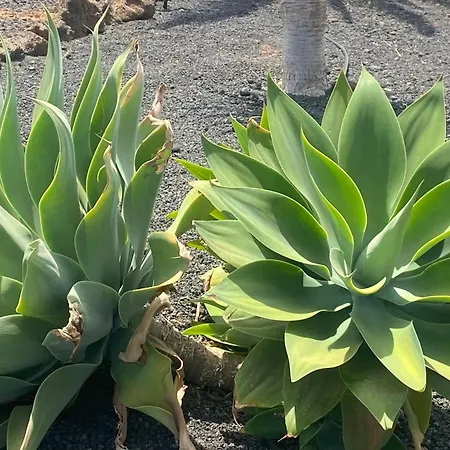 Casa Estela Villaverde (Fuerteventura)